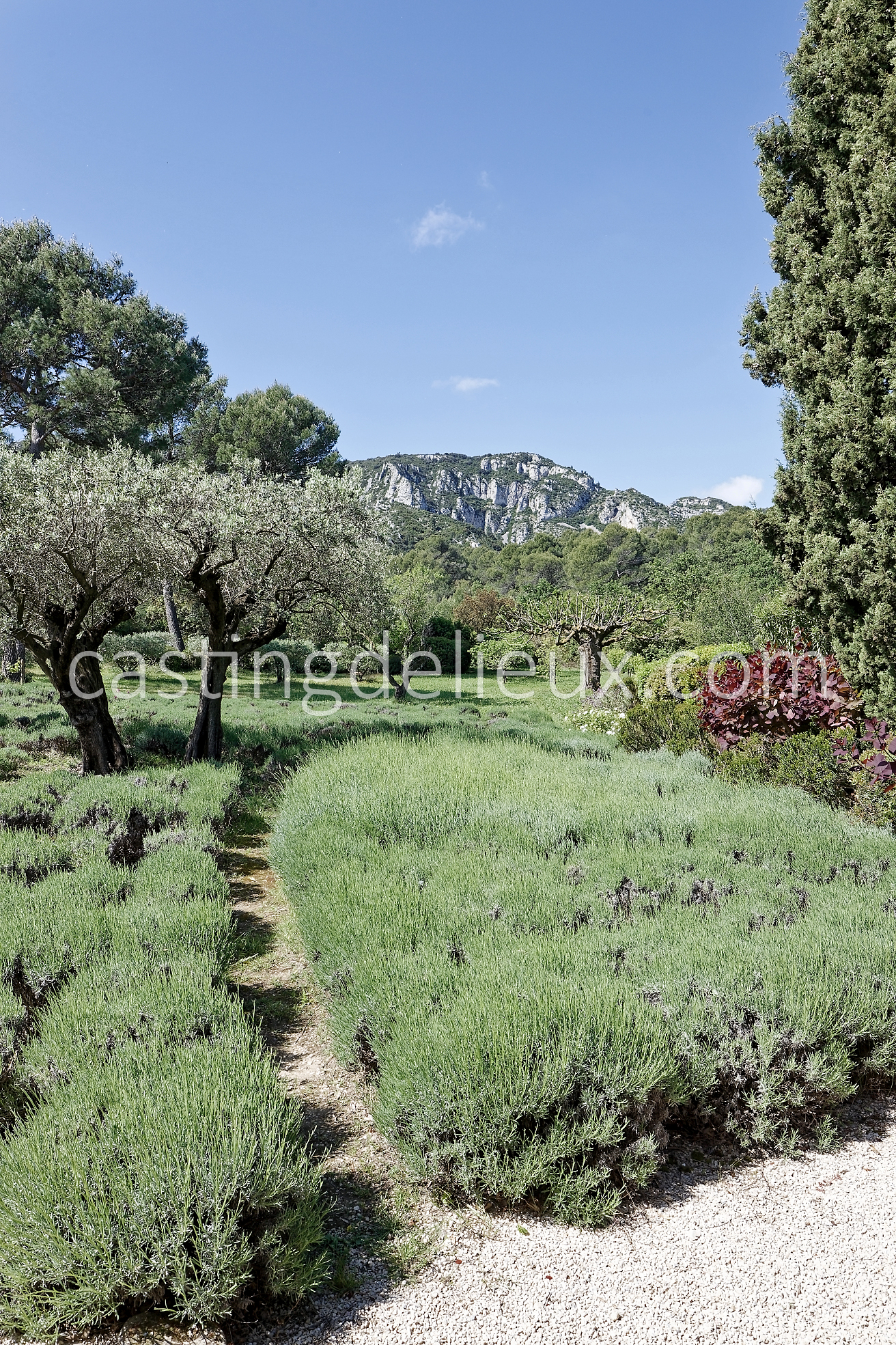 castingdelieux18FR037W