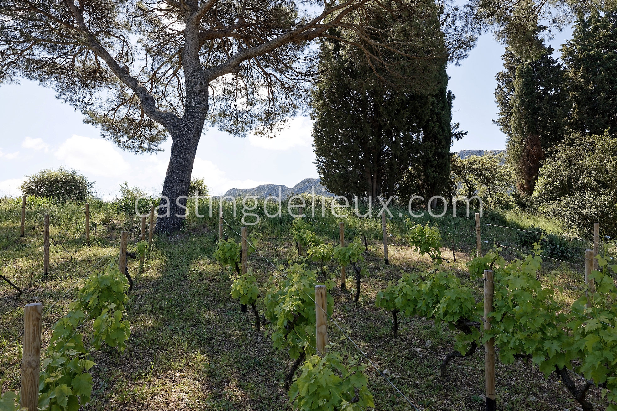 castingdelieux43FR037W