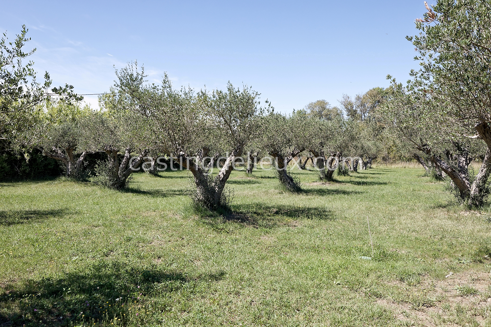 castingdelieux146-FR085-W